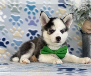 Pomsky-Siberian Husky Mix Puppy for sale in LANCASTER, PA, USA