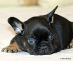 Puppy Max French Bulldog