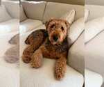 Small #3 Airedale Terrier