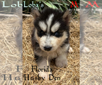 Small #1 Siberian Husky