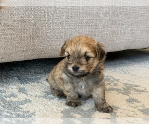 YorkiePoo Puppy for sale in DARLINGTON, MD, USA