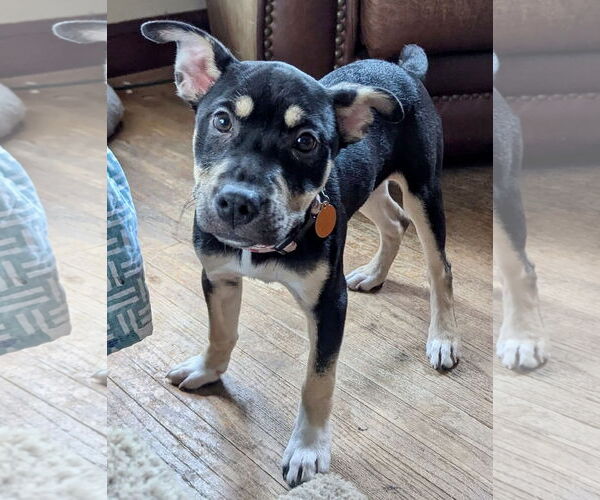 Medium Photo #2 American Pit Bull Terrier-Labrador Retriever Mix Puppy For Sale in St. Louis Park, MN, USA