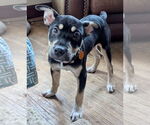 Small #1 American Pit Bull Terrier-Labrador Retriever Mix