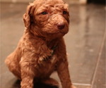Small Photo #5 Double Doodle Puppy For Sale in SANTA PAULA, CA, USA