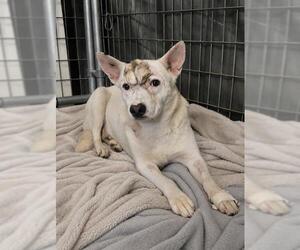 Siberian Husky Dogs for adoption in Riverside, CA, USA