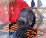 Small Photo #2 Labrador Retriever Puppy For Sale in TUCSON, AZ, USA