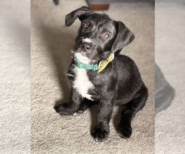 Medium Photo #3 American Staffordshire Terrier-Unknown Mix Puppy For Sale in Princeton, MN, USA