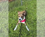 Small Mutt