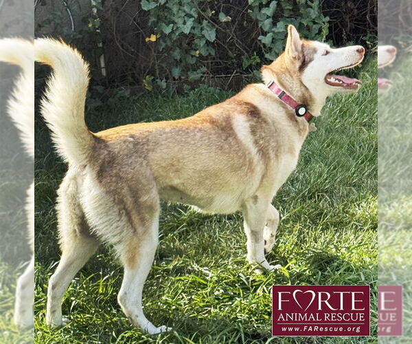 Medium Photo #3 Siberian Husky Puppy For Sale in Marina del Rey, CA, USA