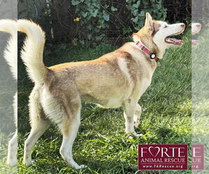 Mabel - Female Siberian Husky Dog for Adoption - Photo #3