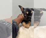 Small #2 French Bulldog