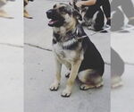 Small German Shepherd Dog