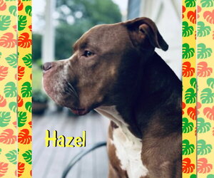 American Bulldog Dogs for adoption in Red Lodge, MT, USA