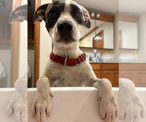 Whitney - Female Labrador Retriever-Unknown Mix Dog for Adoption - Photo #5