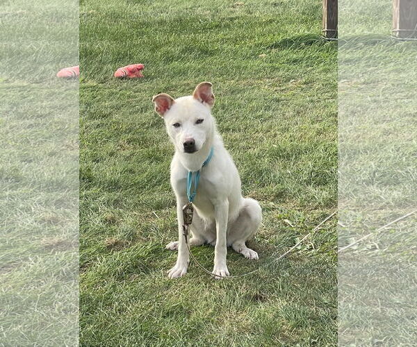 Medium Photo #2 Alaskan Malamute-Staffordshire Bull Terrier Mix Puppy For Sale in Duluth, MN, USA