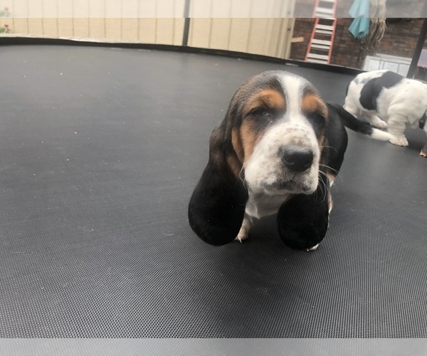 Medium Photo #11 Basset Hound Puppy For Sale in DALTON, GA, USA
