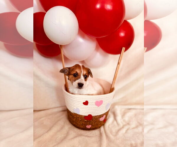 Medium Photo #2 Mutt Puppy For Sale in New London, WI, USA