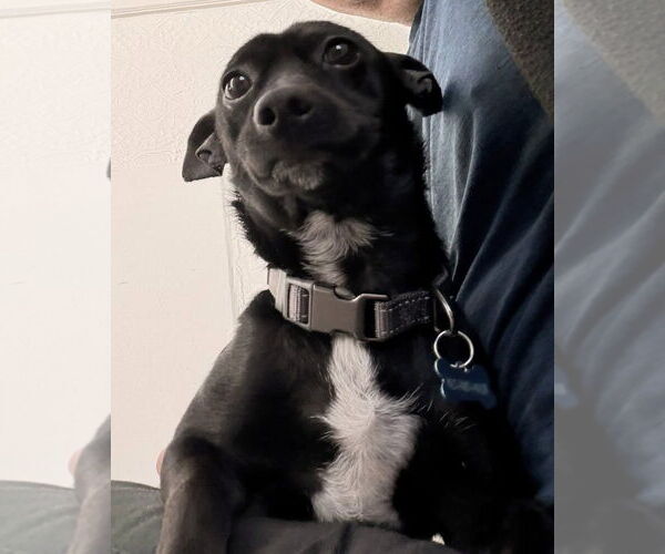 Medium Photo #11 Chihuahua-Unknown Mix Puppy For Sale in San Francisco, CA, USA