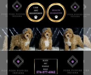 Poodle (Miniature) Puppy for sale in WARSAW, IN, USA