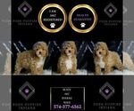 Small Poodle (Miniature)