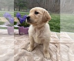 Image preview for Ad Listing. Nickname: Expecting AKC