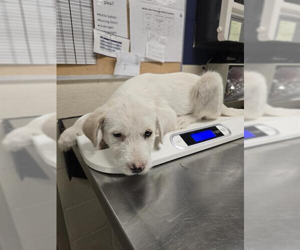 Medium Photo #1 Irish Wolfhound-Labrador Retriever Mix Puppy For Sale in Conroe, TX, USA