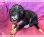 Small Photo #3 F2 Aussiedoodle Puppy For Sale in CHAPEL HILL, NC, USA
