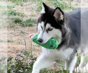 Norma - Female Siberian Husky Dog for Adoption - Photo #4