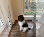 Small #3 Goldendoodle