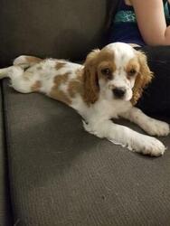 Cockalier-Cocker Spaniel Mix Puppy for sale in BELLE PLAIN, CO, USA