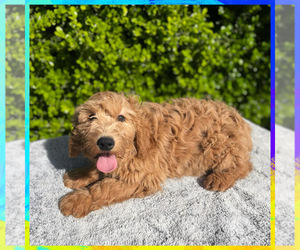 Goldendoodle (Miniature) Puppy for sale in PORTERVILLE, CA, USA