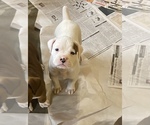 Small Photo #7 Boxer Puppy For Sale in LEWISTOWN, PA, USA