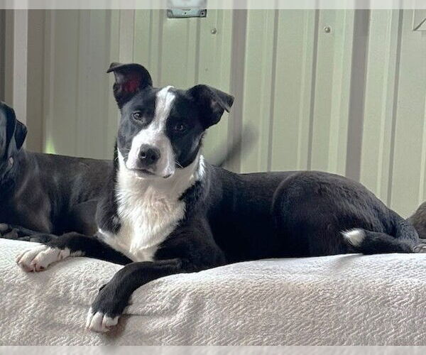 Medium Photo #1 Border Collie-Unknown Mix Puppy For Sale in Winter Park, CO, USA