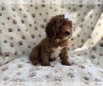 Small #3 Cavapoo (Miniature)
