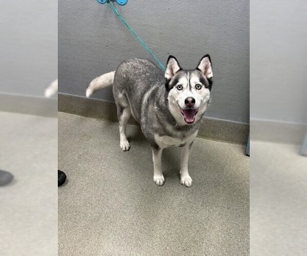 Medium Photo #1 Siberian Husky-Unknown Mix Puppy For Sale in Las Vegas, NV, USA