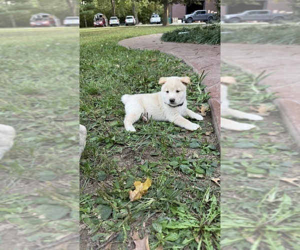 Medium Photo #32 Shiba Inu Puppy For Sale in NEW ATHENS, IL, USA