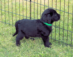 Labradoodle Puppy for sale in PHOENIX, AZ, USA