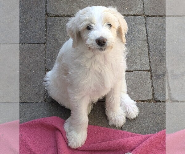 Medium Photo #2 Double Doodle Puppy For Sale in CHULA VISTA, CA, USA