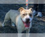 Small #1 American Pit Bull Terrier