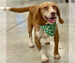 Small #2 Beagle