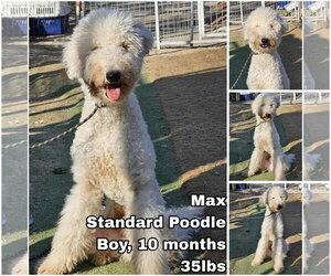 Poodle (Standard) Dogs for adoption in Seattle, WA, USA