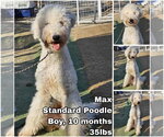 Max from Korea - Male Poodle (Standard) Dog for Adoption - Small photo
