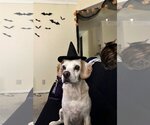 Small #2 Beagle Mix