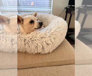Chihuahua Dogs for adoption in Conroe, TX, USA