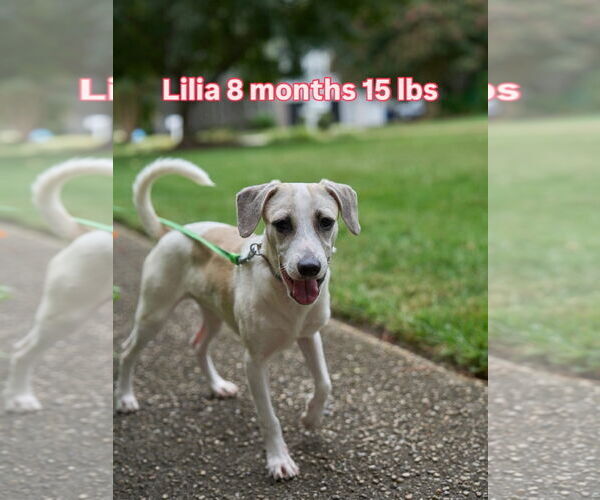 Medium Photo #2 Chihuahua-Unknown Mix Puppy For Sale in Virginia Beach, VA, USA