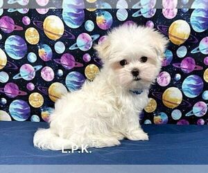 Maltese Puppy for sale in WINNSBORO, LA, USA