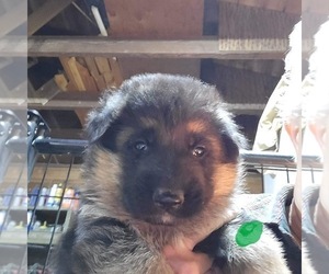 German Shepherd Dog Puppy for sale in CHETEK, WI, USA