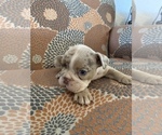 Small Photo #5 English Bulldog Puppy For Sale in CIBOLO, TX, USA