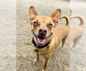 Mutt Dogs for adoption in Seal Beach, CA, USA