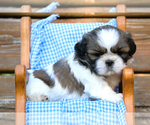 Small #6 Shih Tzu